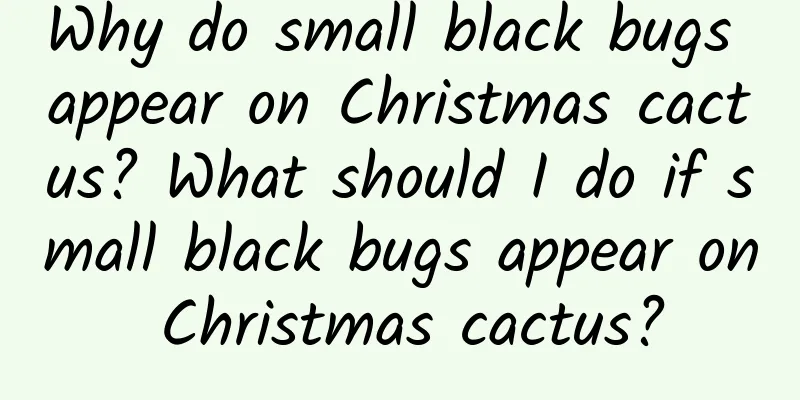 Why do small black bugs appear on Christmas cactus? What should I do if small black bugs appear on Christmas cactus?