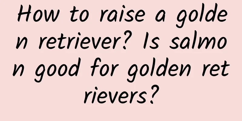 How to raise a golden retriever? Is salmon good for golden retrievers?