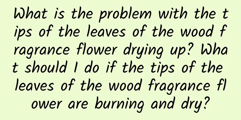 What is the problem with the tips of the leaves of the wood fragrance flower drying up? What should I do if the tips of the leaves of the wood fragrance flower are burning and dry?