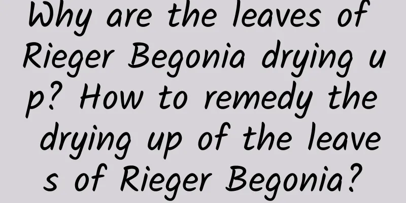 Why are the leaves of Rieger Begonia drying up? How to remedy the drying up of the leaves of Rieger Begonia?