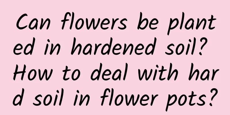 Can flowers be planted in hardened soil? How to deal with hard soil in flower pots?