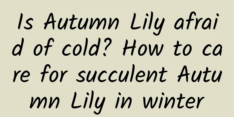 Is Autumn Lily afraid of cold? How to care for succulent Autumn Lily in winter