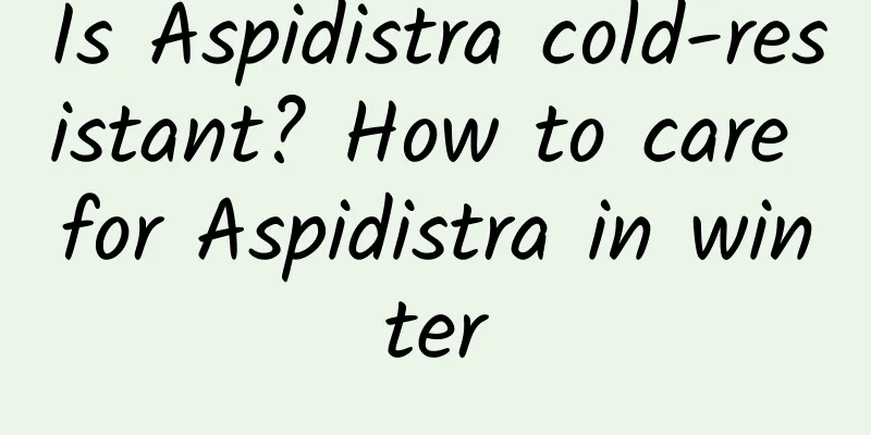 Is Aspidistra cold-resistant? How to care for Aspidistra in winter