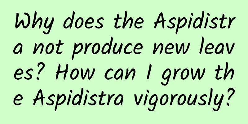Why does the Aspidistra not produce new leaves? How can I grow the Aspidistra vigorously?