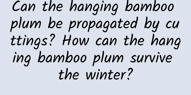 Can the hanging bamboo plum be propagated by cuttings? How can the hanging bamboo plum survive the winter?