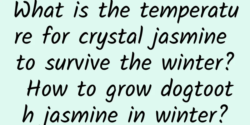 What is the temperature for crystal jasmine to survive the winter? How to grow dogtooth jasmine in winter?