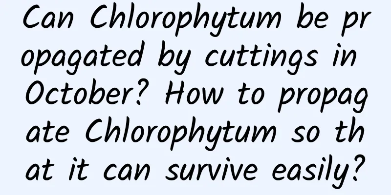 Can Chlorophytum be propagated by cuttings in October? How to propagate Chlorophytum so that it can survive easily?