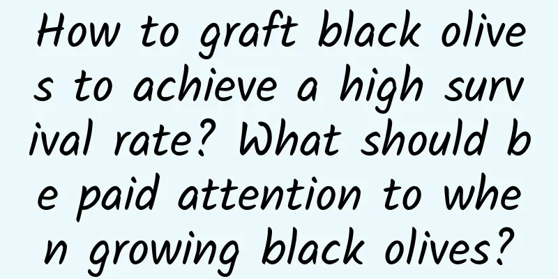 How to graft black olives to achieve a high survival rate? What should be paid attention to when growing black olives?