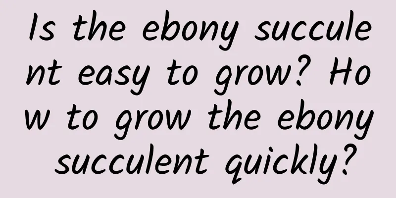 Is the ebony succulent easy to grow? How to grow the ebony succulent quickly?