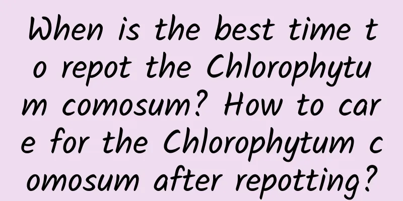 When is the best time to repot the Chlorophytum comosum? How to care for the Chlorophytum comosum after repotting?