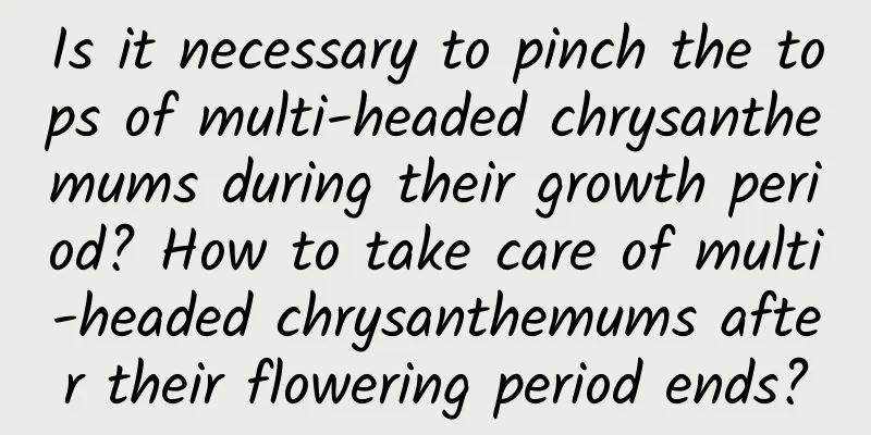 Is it necessary to pinch the tops of multi-headed chrysanthemums during their growth period? How to take care of multi-headed chrysanthemums after their flowering period ends?
