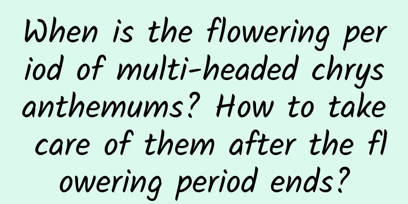 When is the flowering period of multi-headed chrysanthemums? How to take care of them after the flowering period ends?
