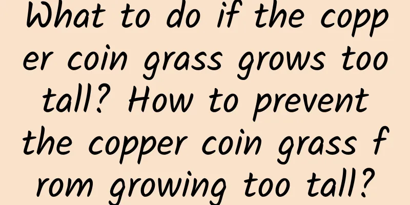 What to do if the copper coin grass grows too tall? How to prevent the copper coin grass from growing too tall?