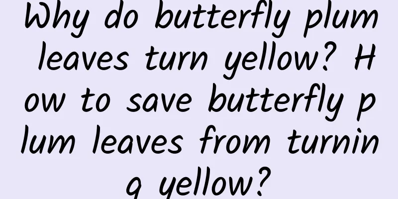 Why do butterfly plum leaves turn yellow? How to save butterfly plum leaves from turning yellow?