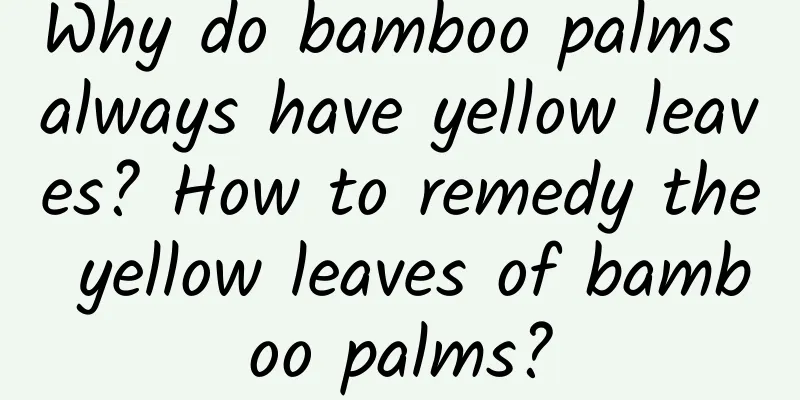 Why do bamboo palms always have yellow leaves? How to remedy the yellow leaves of bamboo palms?