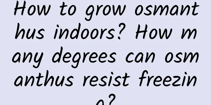 How to grow osmanthus indoors? How many degrees can osmanthus resist freezing?
