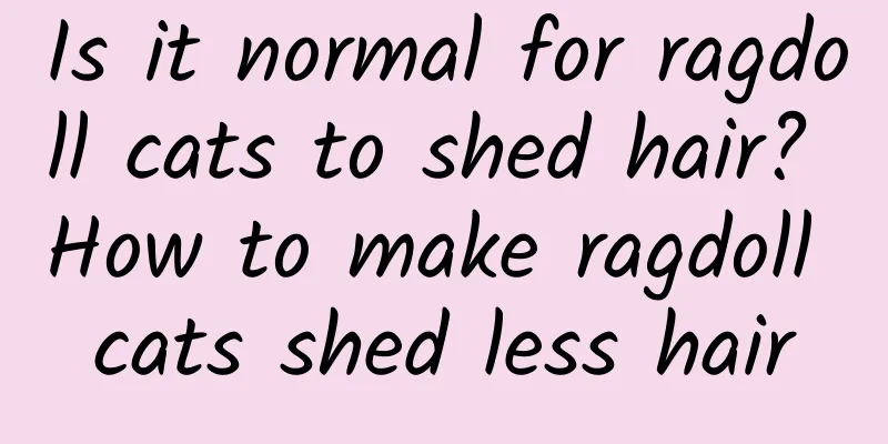 Is it normal for ragdoll cats to shed hair? How to make ragdoll cats shed less hair