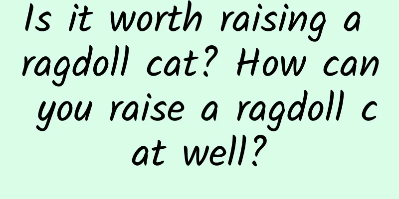 Is it worth raising a ragdoll cat? How can you raise a ragdoll cat well?