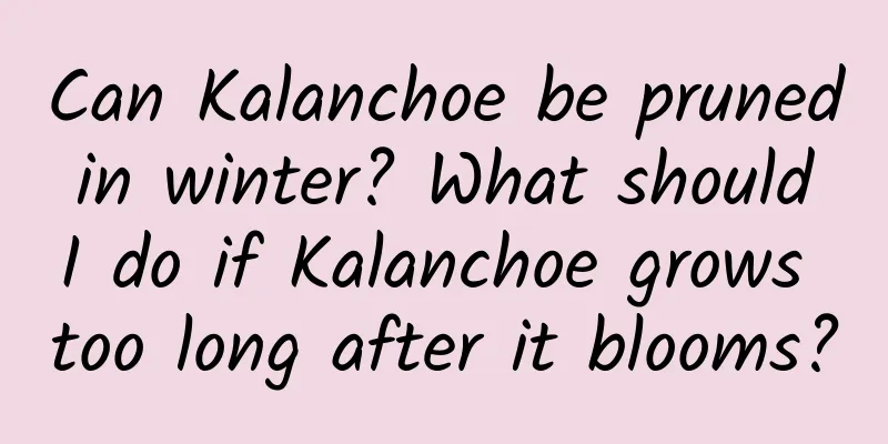 Can Kalanchoe be pruned in winter? What should I do if Kalanchoe grows too long after it blooms?