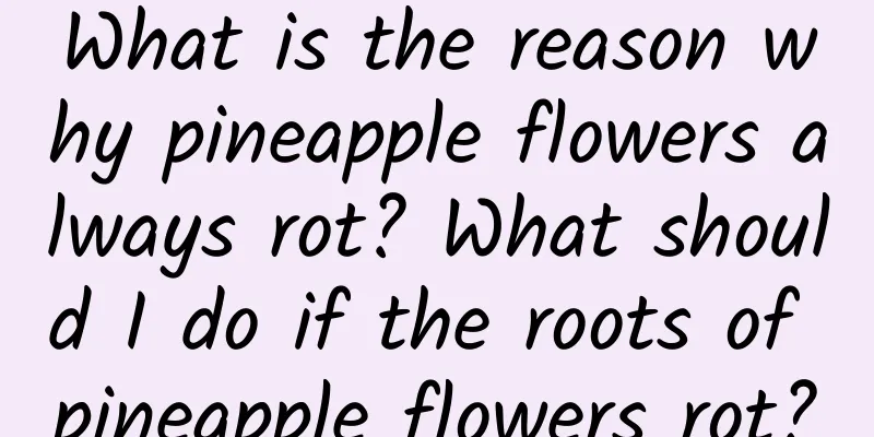 What is the reason why pineapple flowers always rot? What should I do if the roots of pineapple flowers rot?