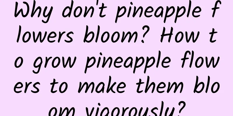 Why don't pineapple flowers bloom? How to grow pineapple flowers to make them bloom vigorously?