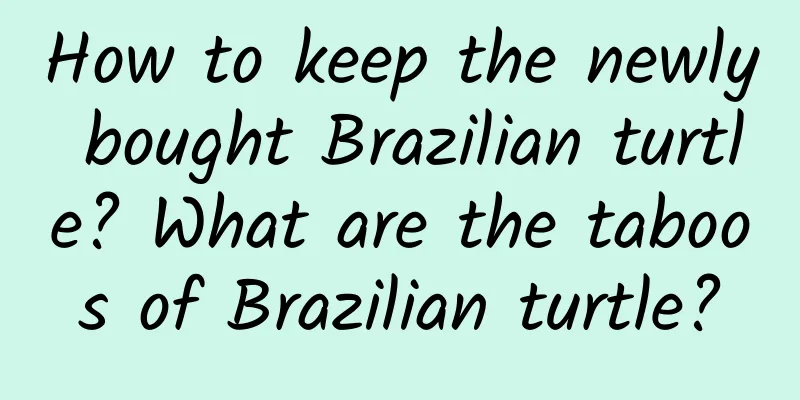 How to keep the newly bought Brazilian turtle? What are the taboos of Brazilian turtle?