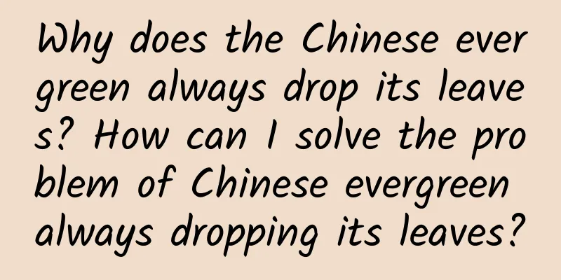 Why does the Chinese evergreen always drop its leaves? How can I solve the problem of Chinese evergreen always dropping its leaves?