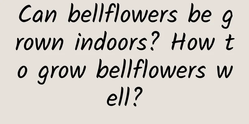 Can bellflowers be grown indoors? How to grow bellflowers well?