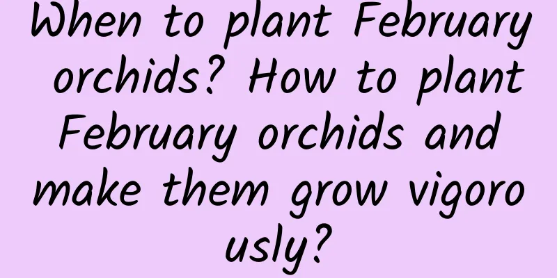 When to plant February orchids? How to plant February orchids and make them grow vigorously?