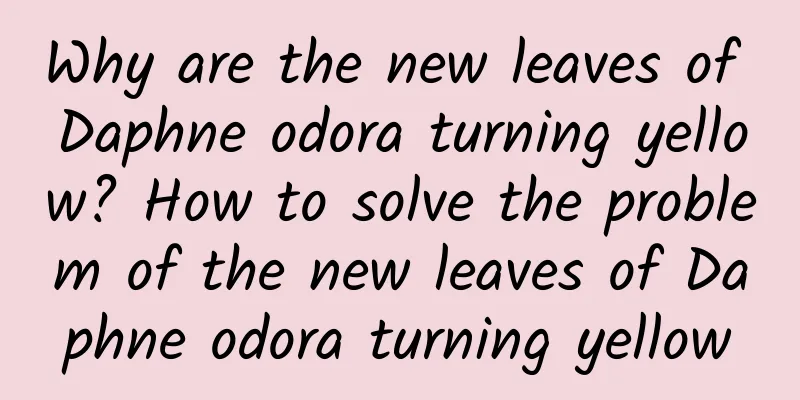 Why are the new leaves of Daphne odora turning yellow? How to solve the problem of the new leaves of Daphne odora turning yellow