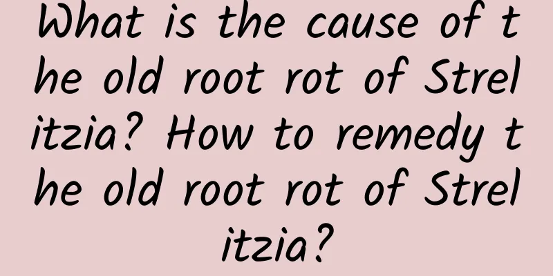 What is the cause of the old root rot of Strelitzia? How to remedy the old root rot of Strelitzia?