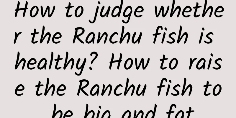 How to judge whether the Ranchu fish is healthy? How to raise the Ranchu fish to be big and fat