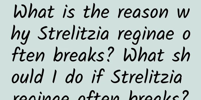 What is the reason why Strelitzia reginae often breaks? What should I do if Strelitzia reginae often breaks?
