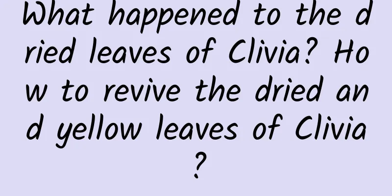 What happened to the dried leaves of Clivia? How to revive the dried and yellow leaves of Clivia?