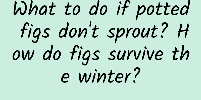 What to do if potted figs don't sprout? How do figs survive the winter?