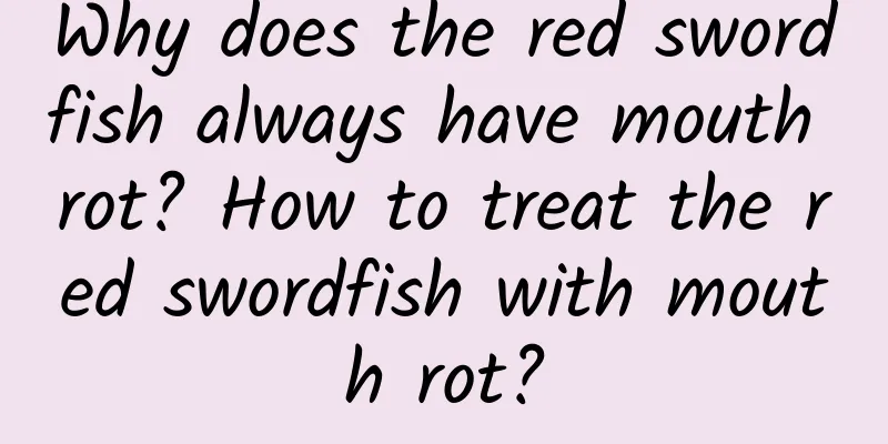 Why does the red swordfish always have mouth rot? How to treat the red swordfish with mouth rot?