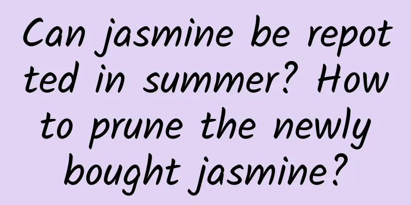Can jasmine be repotted in summer? How to prune the newly bought jasmine?