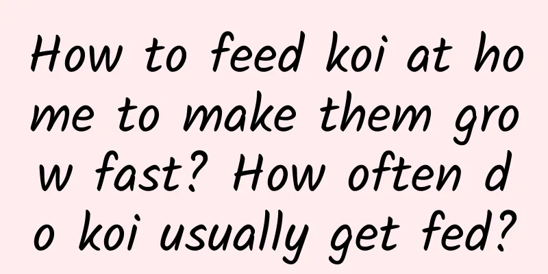 How to feed koi at home to make them grow fast? How often do koi usually get fed?