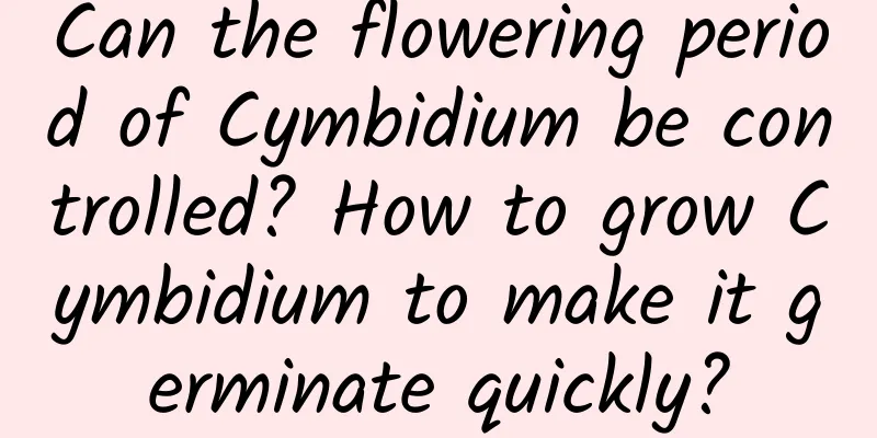 Can the flowering period of Cymbidium be controlled? How to grow Cymbidium to make it germinate quickly?