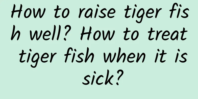 How to raise tiger fish well? How to treat tiger fish when it is sick?