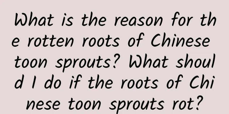 What is the reason for the rotten roots of Chinese toon sprouts? What should I do if the roots of Chinese toon sprouts rot?