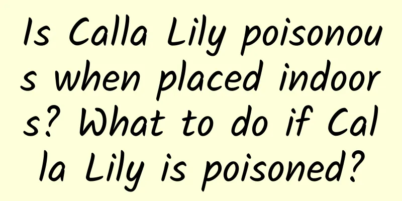Is Calla Lily poisonous when placed indoors? What to do if Calla Lily is poisoned?