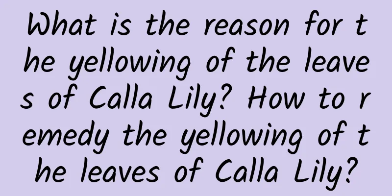 What is the reason for the yellowing of the leaves of Calla Lily? How to remedy the yellowing of the leaves of Calla Lily?