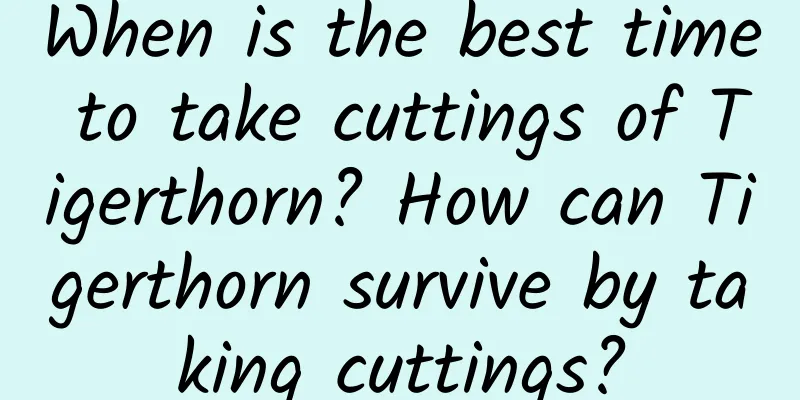 When is the best time to take cuttings of Tigerthorn? How can Tigerthorn survive by taking cuttings?