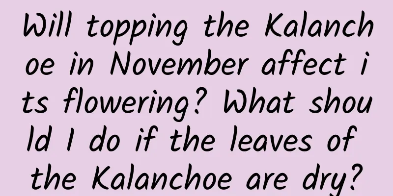 Will topping the Kalanchoe in November affect its flowering? What should I do if the leaves of the Kalanchoe are dry?