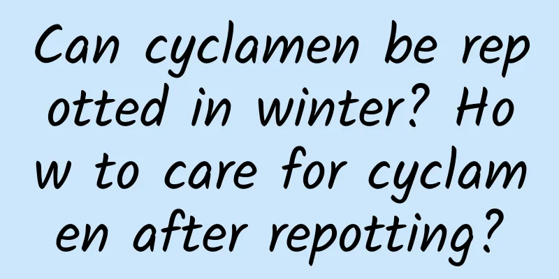 Can cyclamen be repotted in winter? How to care for cyclamen after repotting?