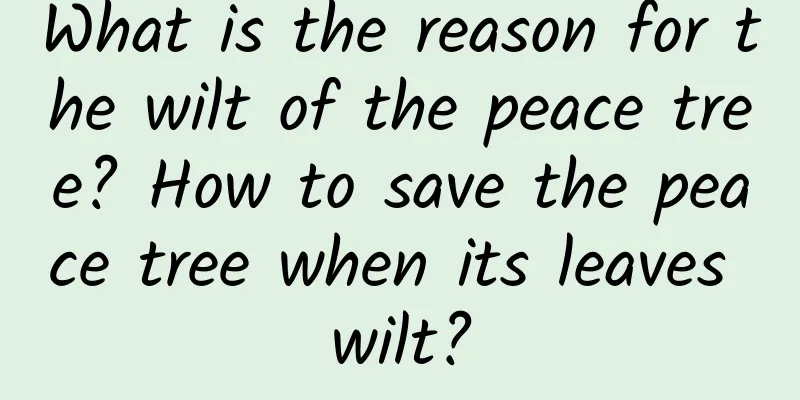 What is the reason for the wilt of the peace tree? How to save the peace tree when its leaves wilt?