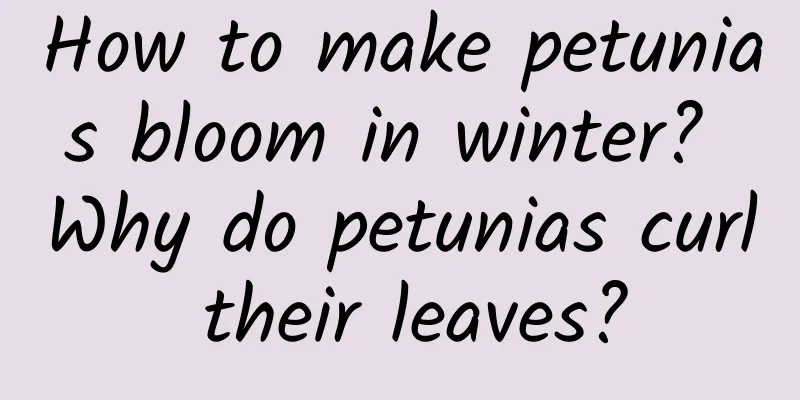 How to make petunias bloom in winter? Why do petunias curl their leaves?