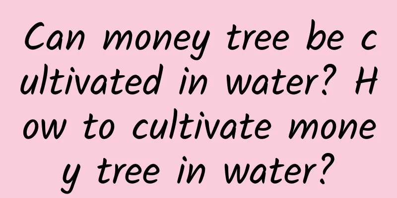 Can money tree be cultivated in water? How to cultivate money tree in water?