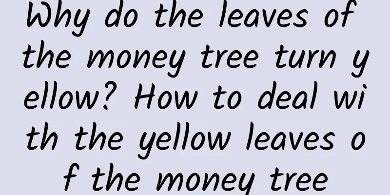 Why do the leaves of the money tree turn yellow? How to deal with the yellow leaves of the money tree